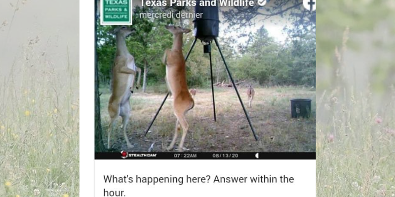 2-biches-qui-dansent-la-polka-font-le-buzz