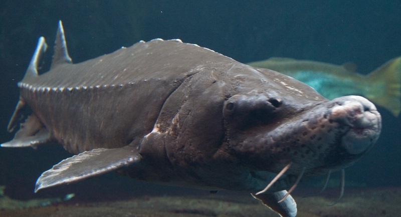 A-9-ans-il-peche-un-poisson-aussi-grand-que-lui-photos