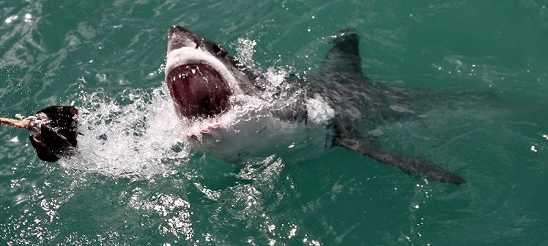 A-peine-les-plages-rouvertes-un-surfeur-se-fait-attaquer-par-un-requin