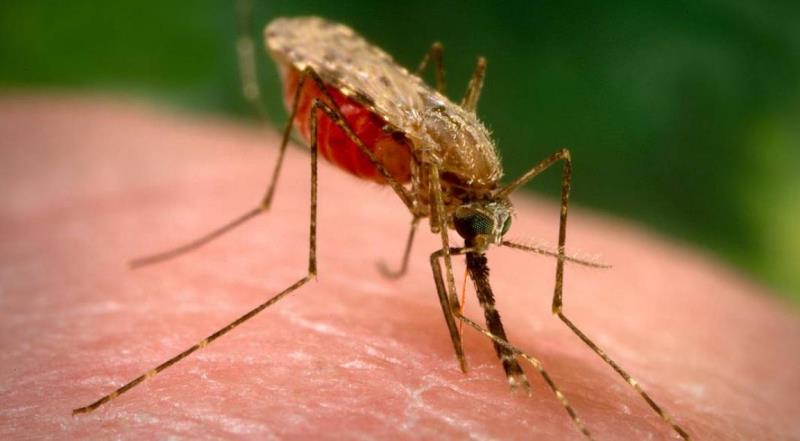 Afrique-Une-nouvelle-menace-sanitaire-plane-sur-le-continent