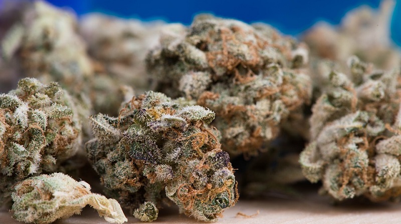 Allemagne-des-enfants-de-maternelle-trouvent-3-kg-de-marijuana-dans-une-foret