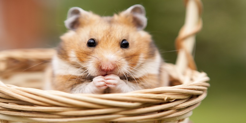 Little hamster in a basket