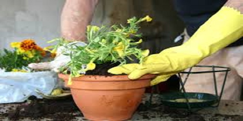 Apres-avoir-rempote-une-plante-il-meurt-le-cerveau-devenu-presque-liquide