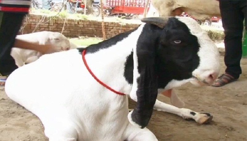 Asie-Tabaski-2020-vente-en-ligne-des-animaux-a-cause-du-coronavirus