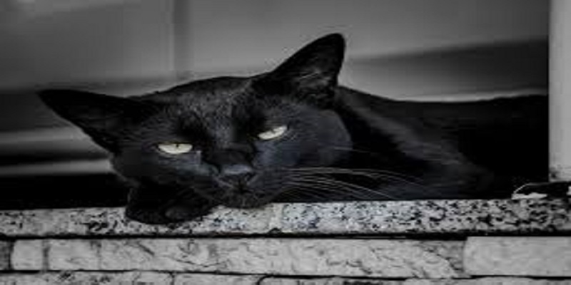 Au-Vietnam-des-chats-sont-tues-et-transformes-en-pommade-contre-le-coronavirus
