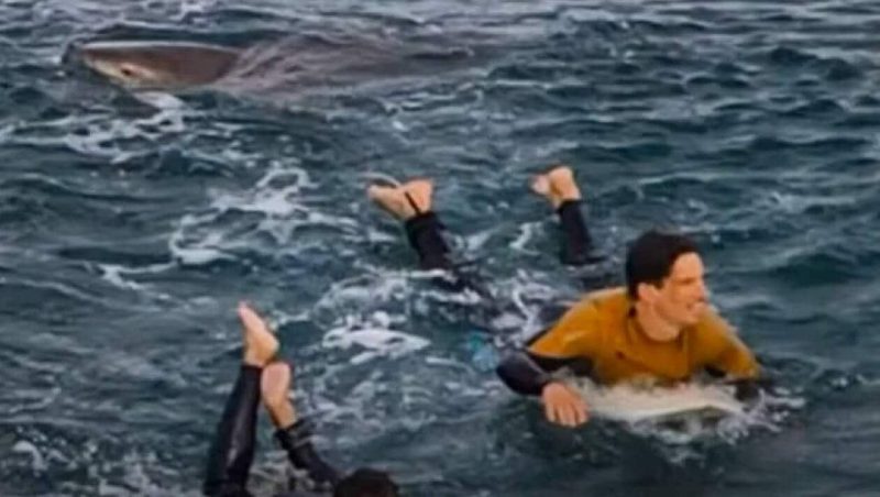 Australie-un-surfeur-attaque-par-un-requin-le-chasse-a-coups-de-poing-video-e1589130635646