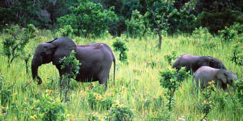 Biodiversite-le-Togo-veut-etre-un-bon-eleve