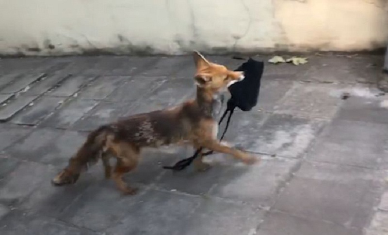 Bruxelles-un-renard-reussit-a-voler-un-sac-en-plein-jour