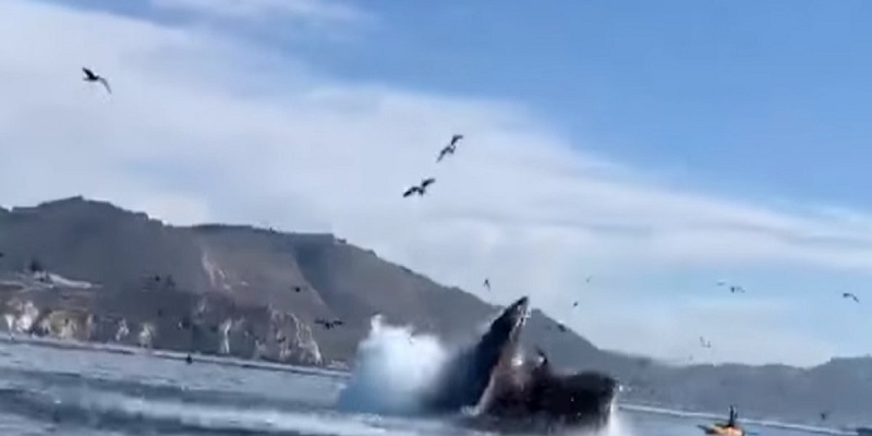 Californie-2-kayakistes-avalees-par-une-baleine-video-choc