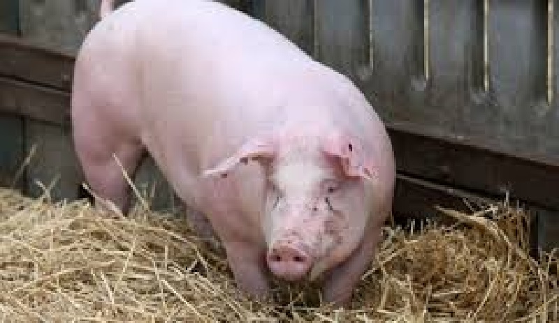 Cameroun-un-porc-mange-un-bebe-vivant