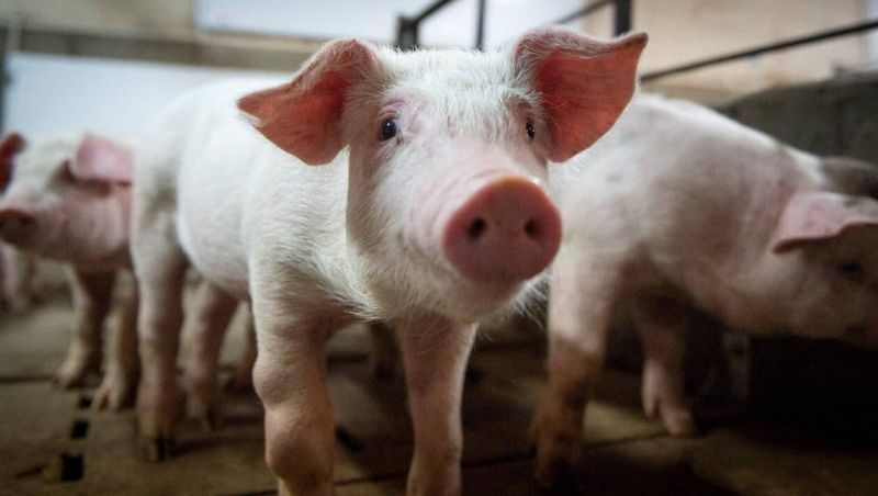 Canada-decouverte-dun-premier-cas-de-grippe-porcine-chez-un-humain