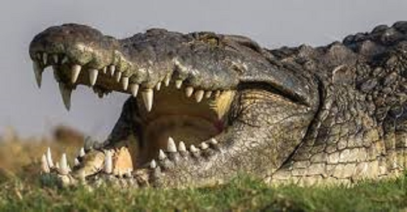 Ce-pecheur-australien-se-bat-contre-un-crocodile-pendant-3-minutes-video