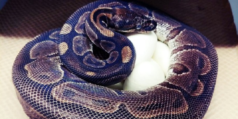 Ce-python-royal-a-pondu-des-oeufs-sans-approcher-de-male-en-15-ans