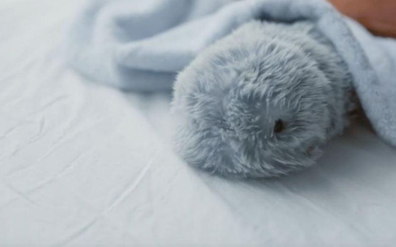 Cet-adorable-robot-intelligent-va-vous-surprendre