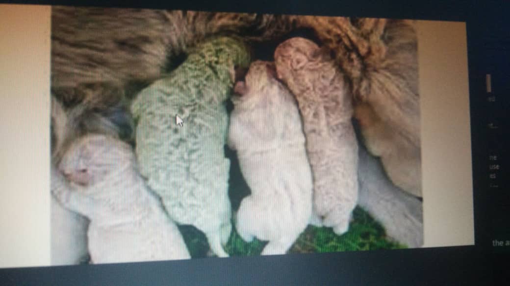 Chiot-vert