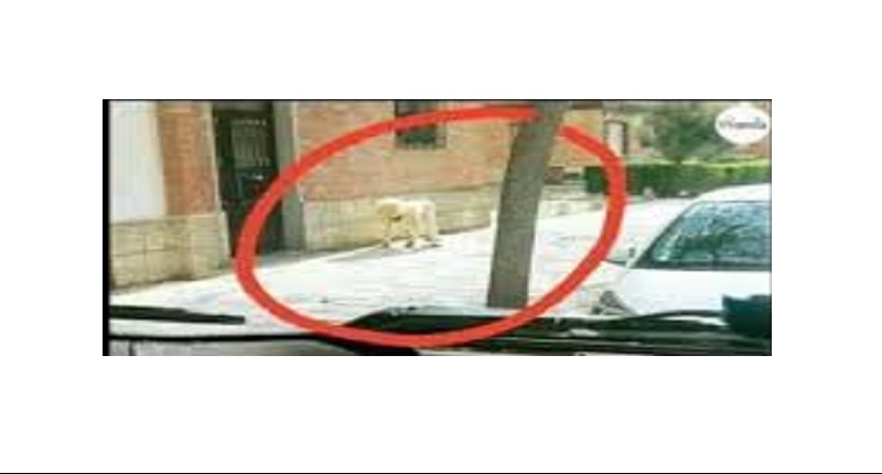 Confinement-un-homme-se-deguise-en-chien-pour-sortir-dans-la-rue