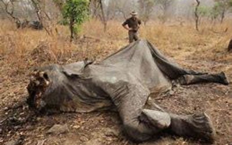 Congo-un-braconnier-delephants-condamne-a-30-ans-de-travaux-forces