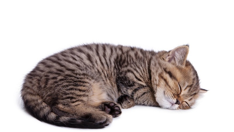 Coronavirus-en-Belgique-un-chat-contamine-par-son-maitre-malade