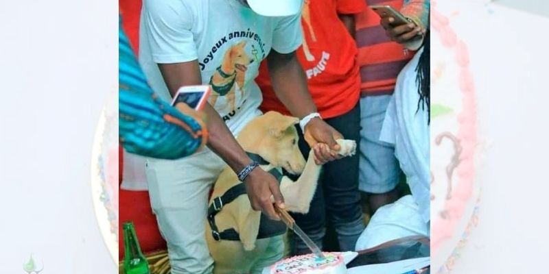 Cote-dIvoire-lincroyable-anniversaire-du-chien-A-qui-la-faute-photos-2