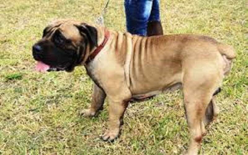 Cote-dIvoire-une-epidemie-mortelle-decime-les-chiens-dAbidjan