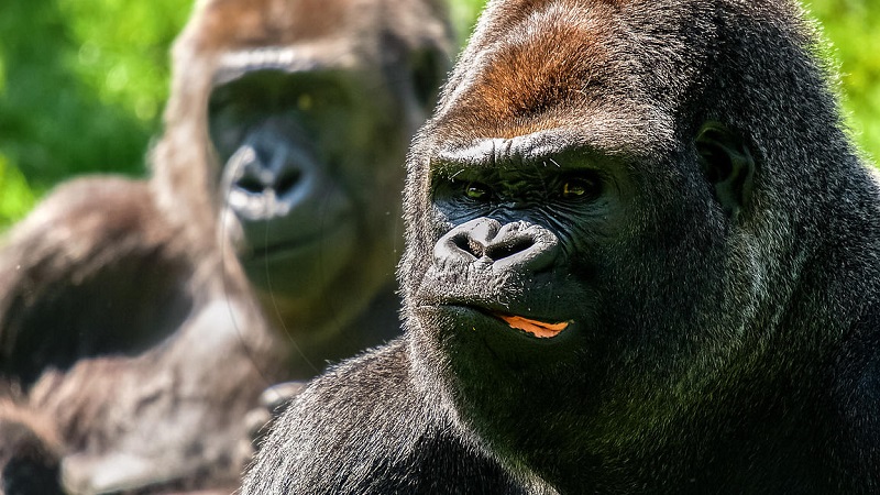 Couple de gorilles des plaines de l'ouest en extérieur au Zoo P