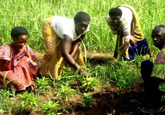 Culture-maraichere_le-Togo-beneficie-de-lexpertise-israelienne
