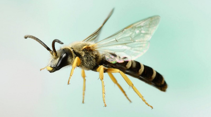 Des-medecins-decouvrent-4-abeilles-vivant-a-linterieur-de-loeil-dune-femme-et-qui-se-nourrissaient-de-ses-larmes