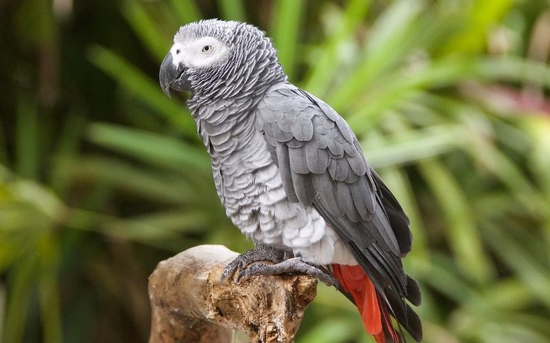 Des-perroquets-qui-insultaient-les-visiteurs-deplaces-de-leur-logis