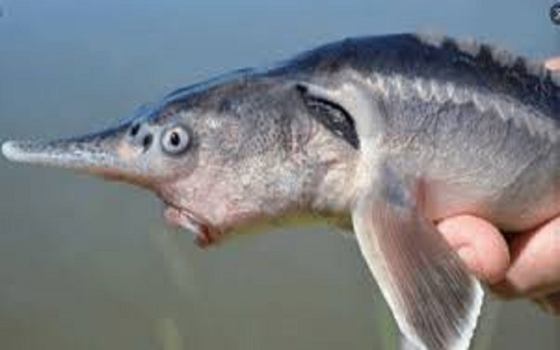 Des-scientifiques-creent-par-erreur-une-nouvelle-espece-de-poisson