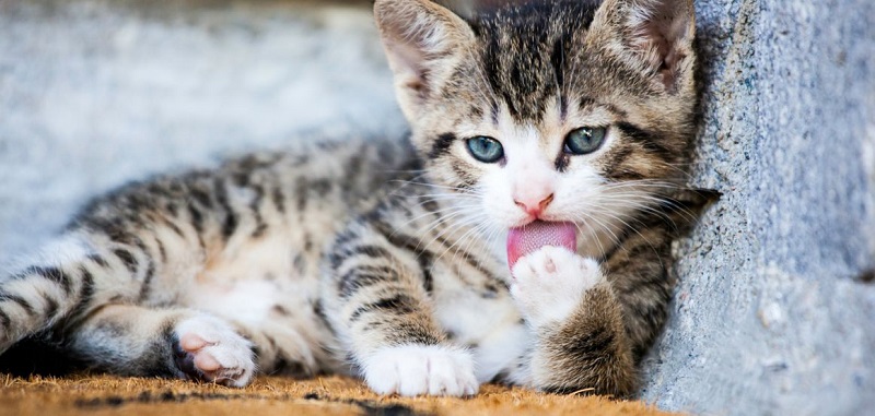 Des-scientifiques-expliquent-quand-et-pourquoi-les-chats-miaulent