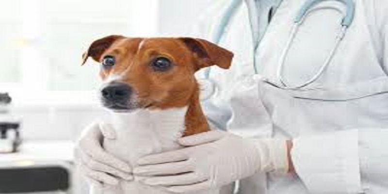Des-veterinaires-alertent-les-gens-lavent-leurs-animaux-avec-du-gel-hydroalcoolique-et-de-leau-de-javel