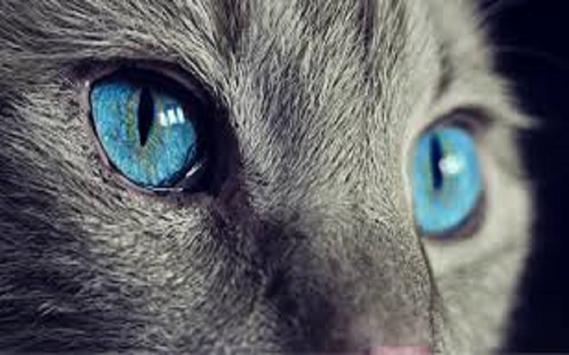 Disparu-depuis-2002-un-rare-virus-identifie-chez-un-chat-en-Italie