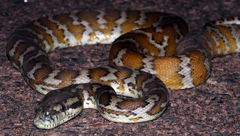 Elle-se-fait-surprendre-par-un-python-dans-ses-toilettes-en-pleine-nuit