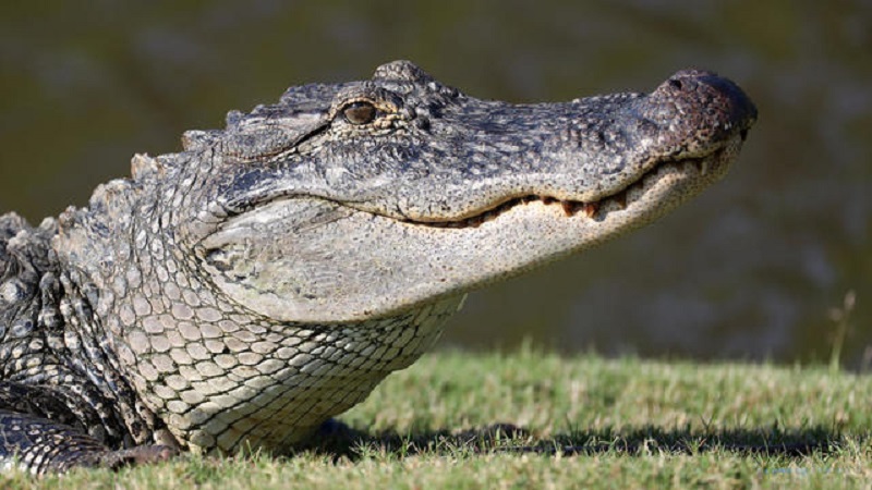 Une jeune fille aperçue en train de se promener avec un alligator (vidéo)