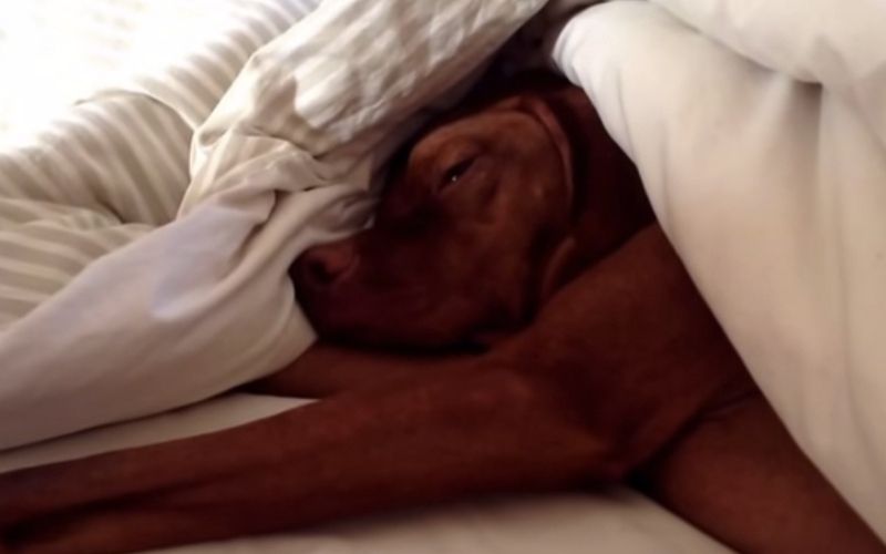 Enceinte-et-malade-sa-chienne-la-sauve