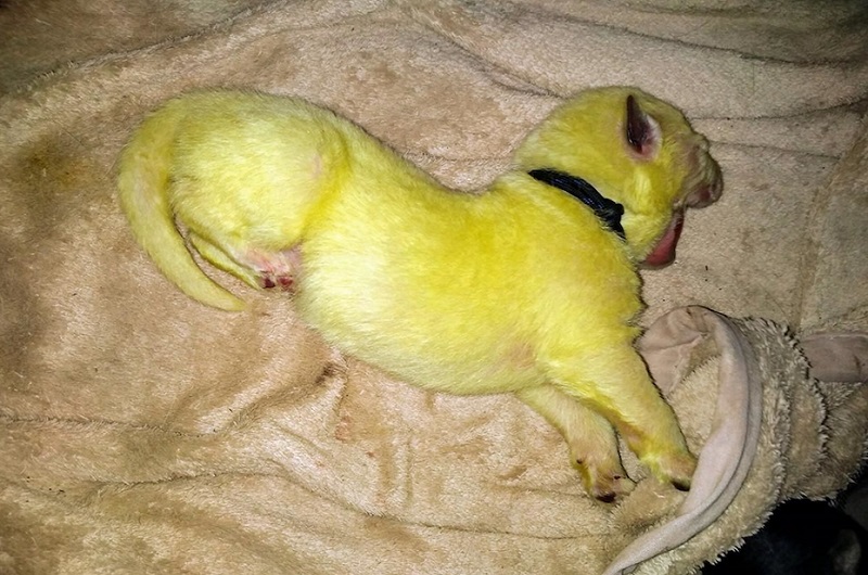 Etats-Unis-une-chienne-donne-naissance-a-un-chiot-jaune-fluo