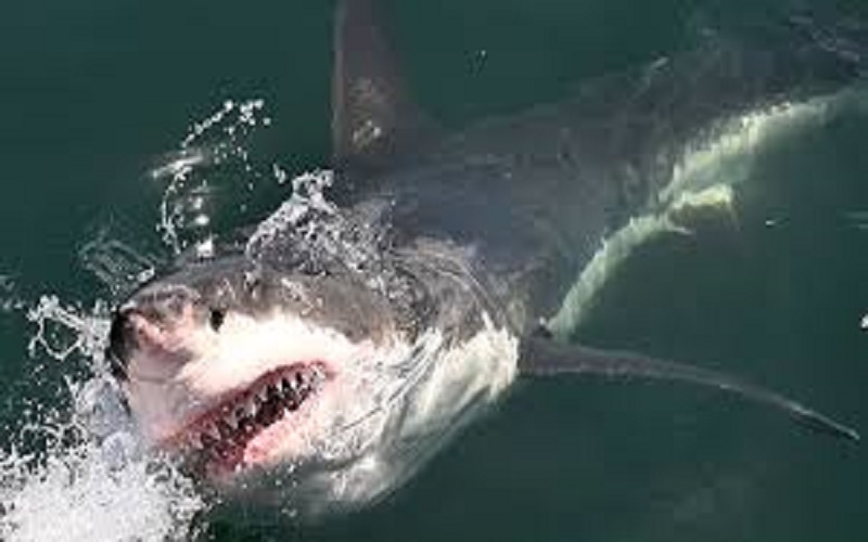 Floride-un-policier-se-jette-a-leau-pour-sauver-un-enfant-des-dents-dun-requin-video