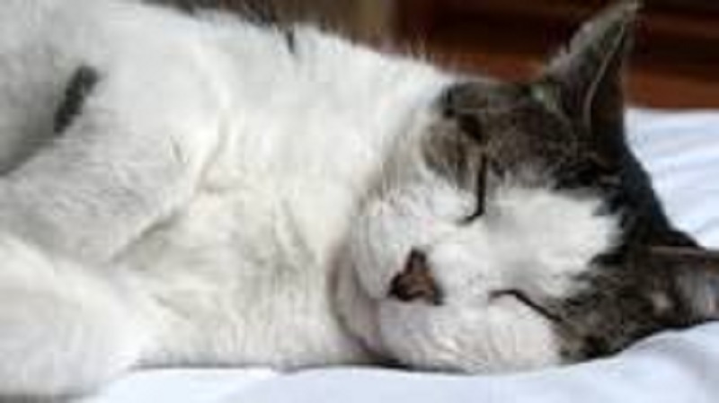 France-Coronavirus-un-chat-teste-positif