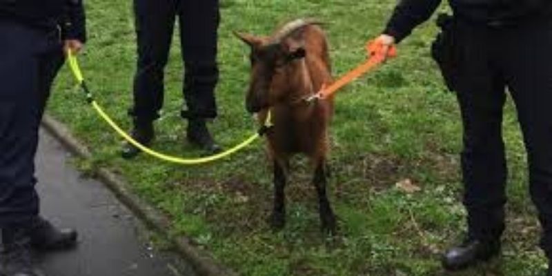 France-gendarmes-et-policiers-mobilises-pour-rattraper-une-chevre-echappee-dune-pepiniere