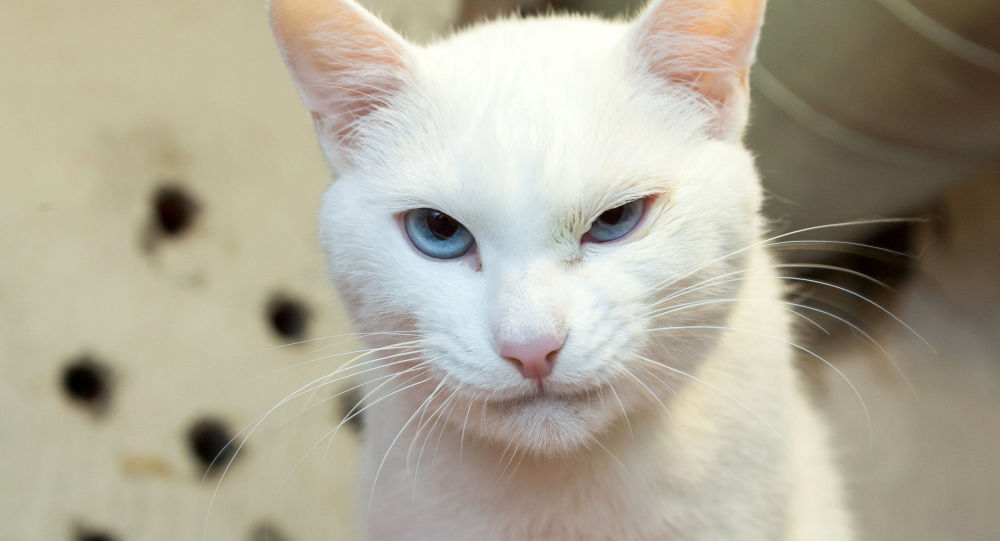 Le chat oracle Achille Le chat oracle Achille