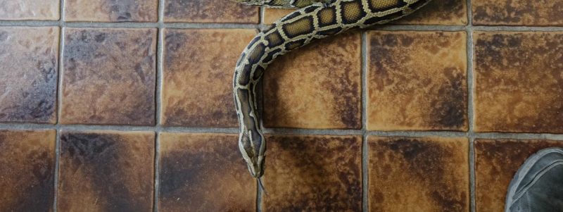 France-une-jeune-femme-decouvre-un-python-a-l-entree-de-son-immeuble-en-rentrant-e1596927358365