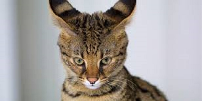 Il-croient-acheter-un-chat-et-se-retrouvent-avec-un-tigre