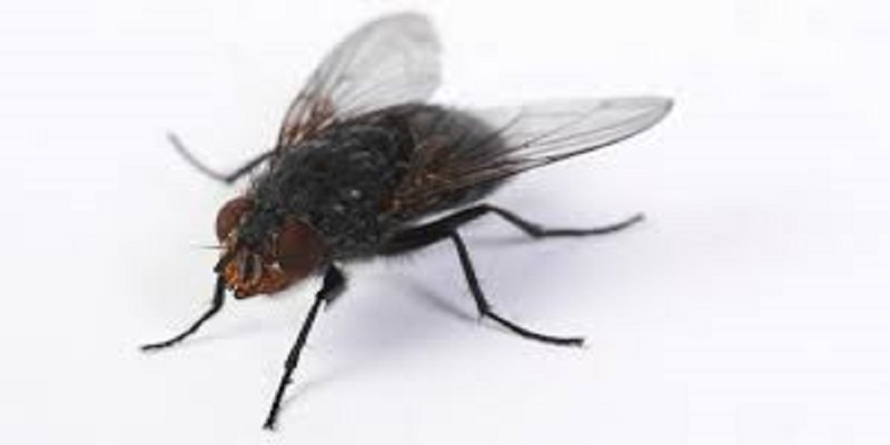 Il-fait-exploser-sa-cuisine-en-voulant-tuer-une-mouche