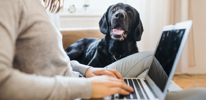 A midsection of teenage girl with a dog sitting on a sofa indoors, working on a laptop.