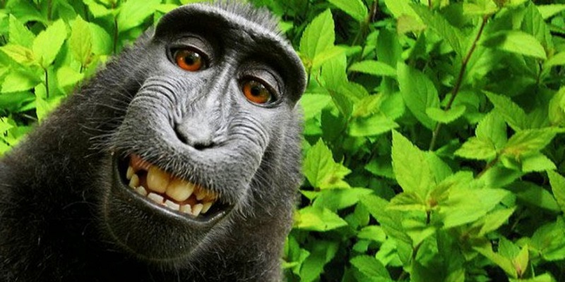 Il-retrouve-les-selfies-dun-singe-sur-le-smartphone-quil-avait-perdu