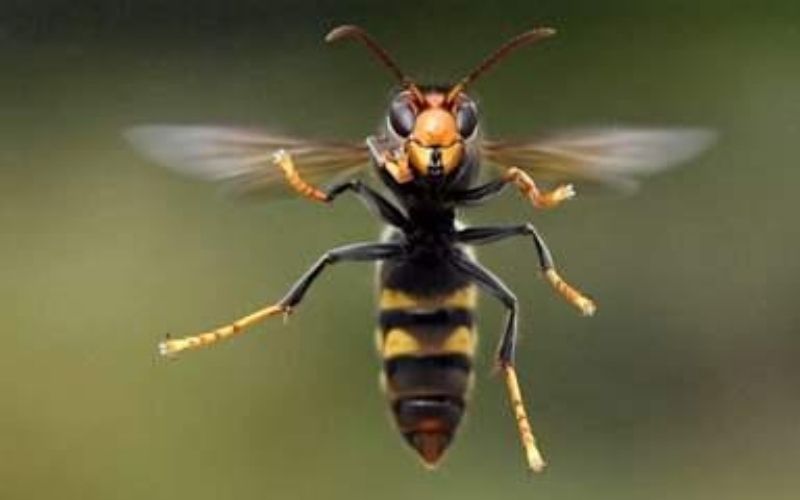 Il-se-bat-contre-un-frelon-et-meurt-apres-la-piqure-de-la-bestiole
