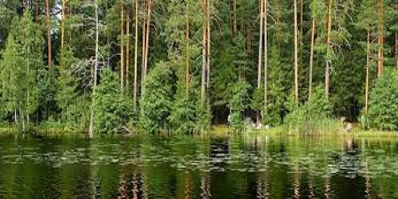 Il-se-cache-dans-une-foret-pour-echapper-a-la-frenesie-autour-du-coronavirus-et-meurt-empoisonne