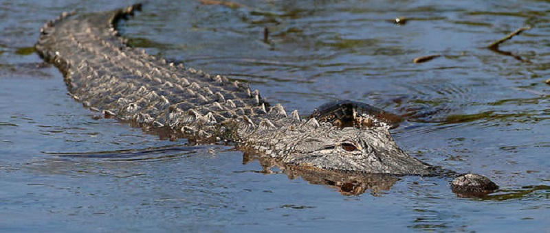 Il-sechappe-de-la-machoire-dun-crocodile-de-pres-de-2-metres