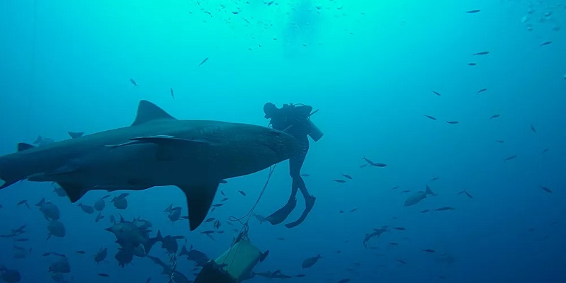 Il-sort-indemne-dune-attaque-dun-requin-taureau-de-35-metres-et-raconte-sa-mesaventure