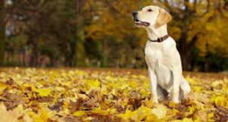 Ils-decident-de-cloner-leur-chien-mort-pour-leur-enfant-et-voici-le-resultat